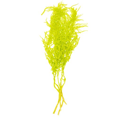 Article Fleurs séchées d'amarante teintées pour décoration intérieure raffinée et touches uniques, 100cm, lot de 5