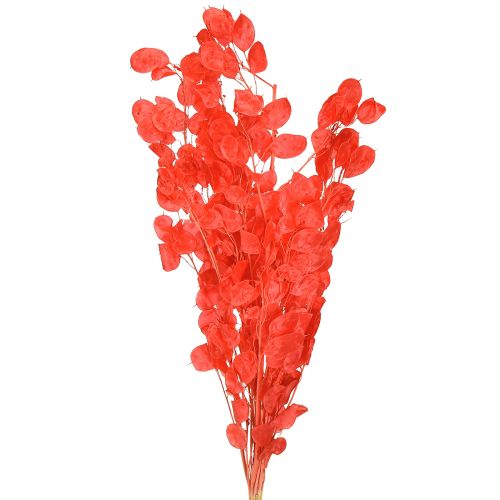 Article Fleurs sechées Monnaie du pape Lunaria Rouge 65-70cm 20g