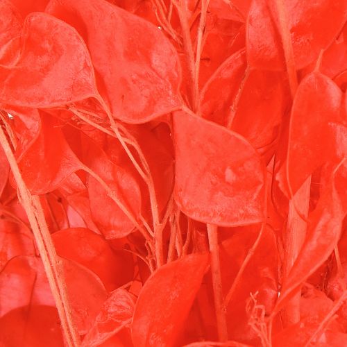 Article Fleurs sechées Monnaie du pape Lunaria Rouge 65-70cm 20g
