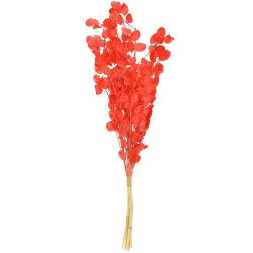 Article Fleurs sechées Monnaie du pape Lunaria Rouge 65-70cm 20g