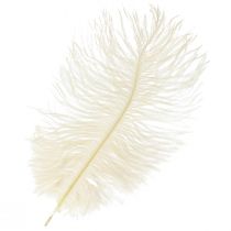 Exquise plume décorative blanc crème plume d&#39;autruche blanche 20-25cm 12pcs.