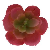 Article Succulente Ø5cm Rose 6P