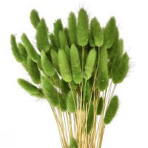 Article Herbe à queue de lapin herbe ornementale Lagurus vert olive L65cm 50g