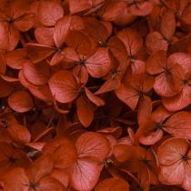 Article Hortensia Fleurs Séchées Stabilisées Rouge Ø20cm L50-60cm