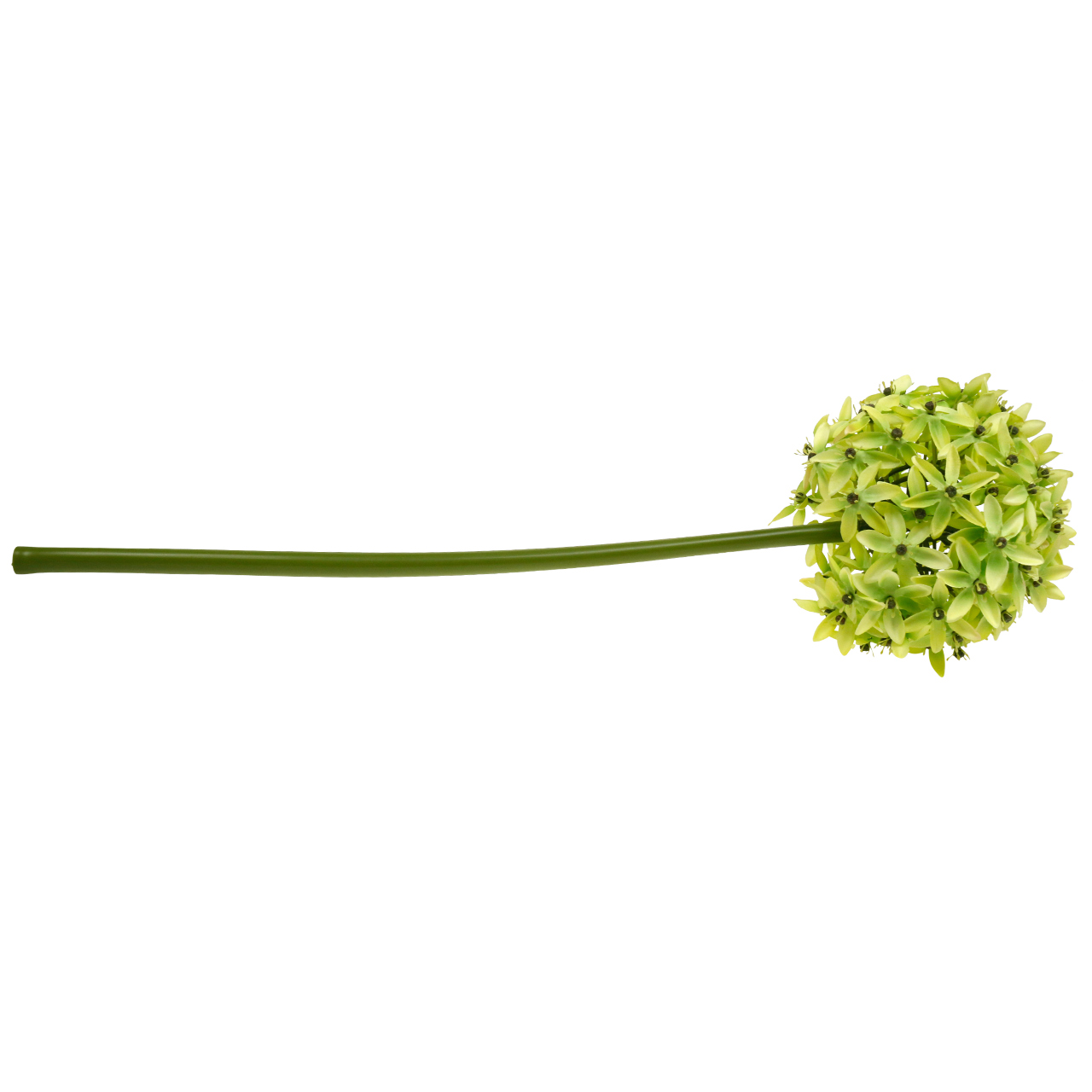 Floristik Be Oignon Ornemental Allium Fleur En Soie Boule