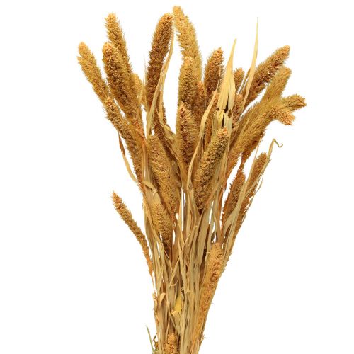 Floristik24 Fleurs séchées, Setaria Pumila, millet orange 72cm 225g