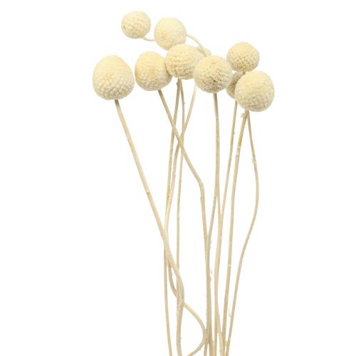 Floristik24 Fleurs séchées Craspedia séchées, pilons blanchis 60cm 10 pcs