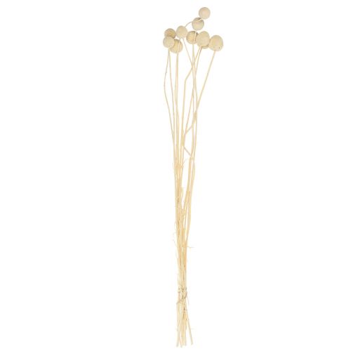 Article Fleurs séchées Craspedia séchées, pilons blanchis 60cm 10 pcs