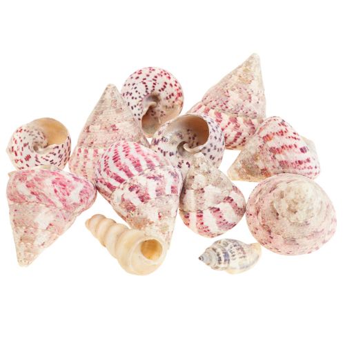 Décoration maritime décoration coquilles d&#39;escargots rose Trochus Maculatus 1100gr