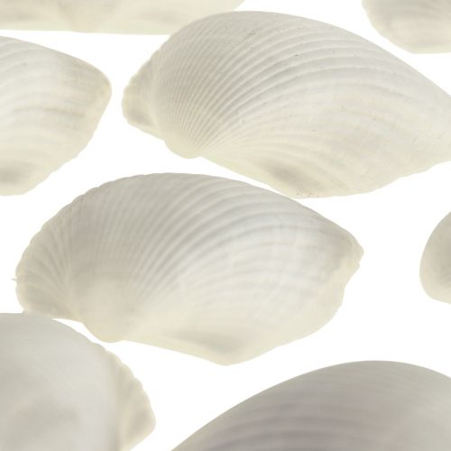 Floristik24 Coquillage Déco Blanc Coquillages Coques vide 5cm 250g