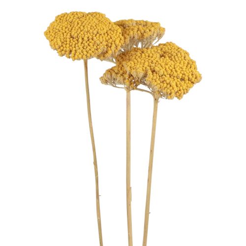 Floristik24 Fleurs séchées d&#39;achillée millefeuille Achillea millefolium 30g x 2pcs