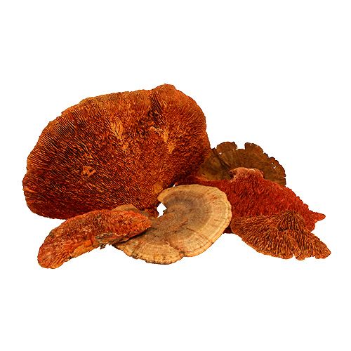 Floristik24 Éponge d&#39;arbre orange 1kg