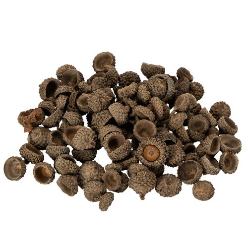 Article Coupes décoratives en forme de glands naturels, pour l'automne et l'Avent, 2 cm, 300 g
