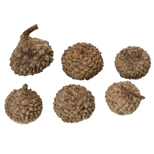 Article Coupes décoratives en forme de glands naturels, pour l'automne et l'Avent, 2 cm, 300 g