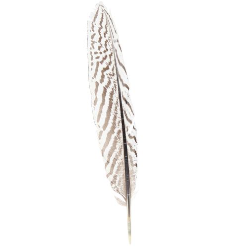 Plumes de faisan pour travaux manuels marron beige naturel 20cm 20pcs