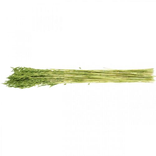 Floristik24 Avoine séchée grain vert décoration sèche rustique 70cm paquet de 100g