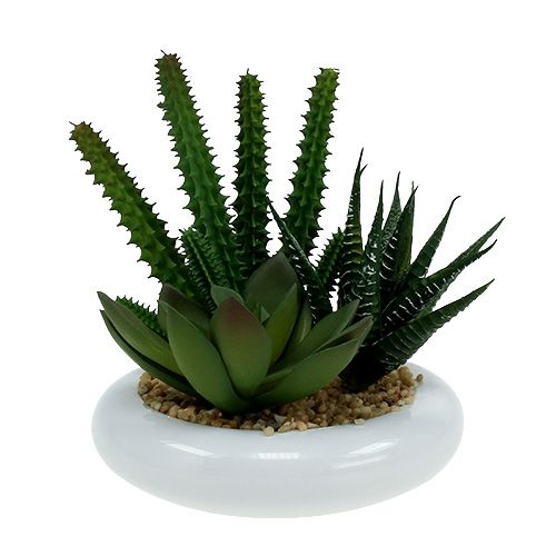 Cactus en pot Ø12cm 1 pièce