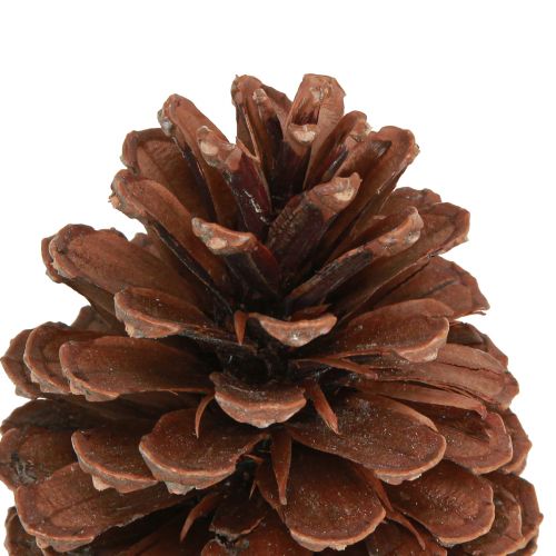 Article Pommes de pin Pinus Maritima décoration pommes de pin maritime 12-13cm 3 pcs