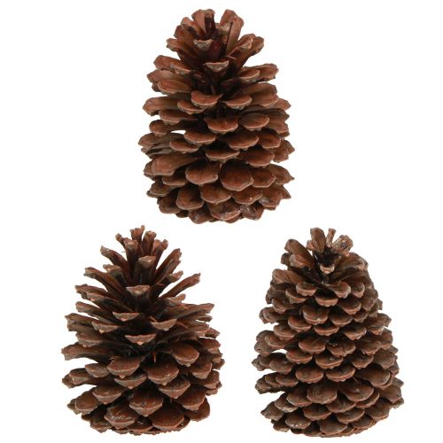 Article Pommes de pin Pinus Maritima décoration pommes de pin maritime 12-13cm 3 pcs