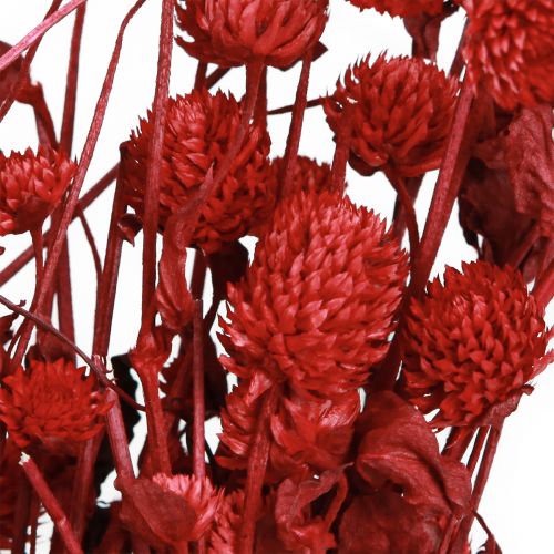 Article Globe amarante Gomphrena Globosa rouge vif L45cm 100g