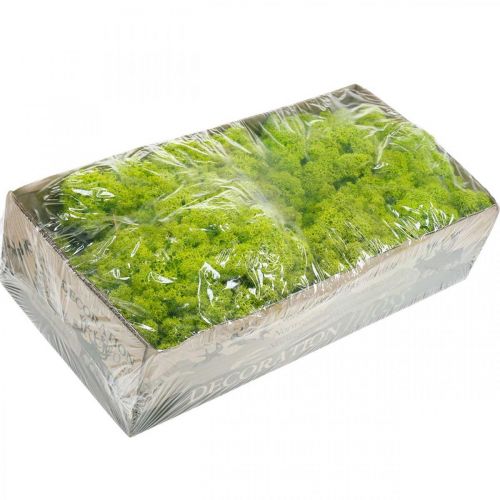 Article Mousse déco mousse de rennes vert clair stabilisée 400g