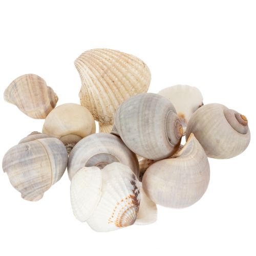 Article Escargots et coquillages - Éléments décoratifs maritimes pour une décoration intérieure unique - 500 g