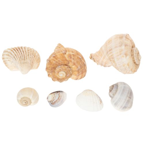 Article Escargots et coquillages - Éléments décoratifs maritimes pour une décoration intérieure unique - 500 g