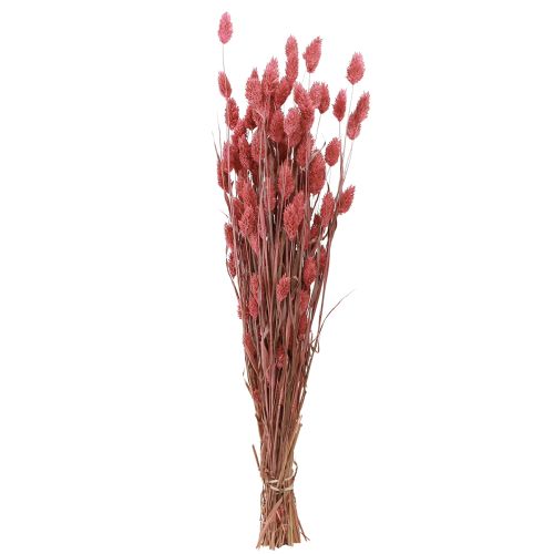 Article Phalaris brillance herbe fleurs séchées rose 64cm 70g × 2 bouquets