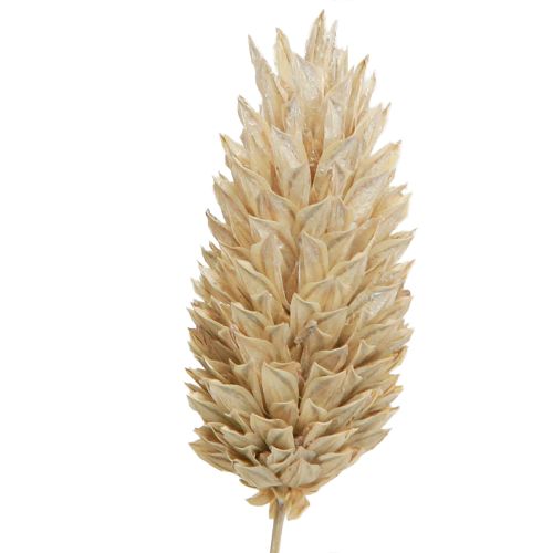 Article Phalaris alpiste fleurs séchées blanc L64cm 75gx2pcs