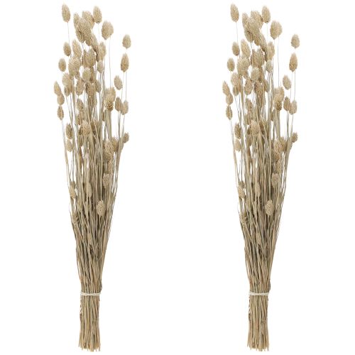 Article Phalaris alpiste fleurs séchées blanc L64cm 75gx2pcs