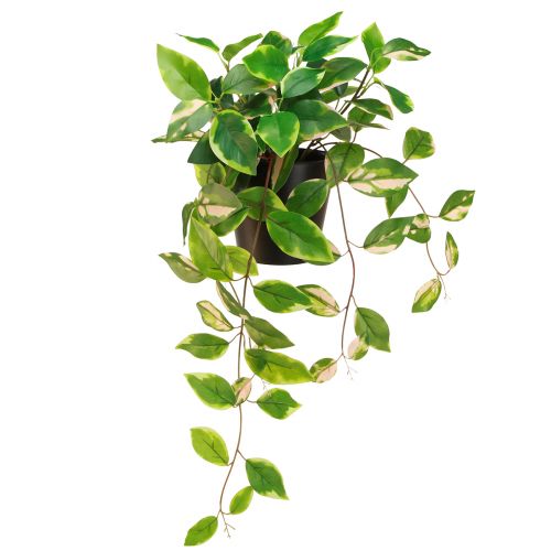 Floristik24 Philodendron Scindapsus avec pot, facile d&#39;entretien - idéal pour le bureau et la maison 32cm