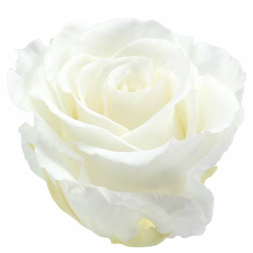 Infinity Roses Grand Ø5,5-6cm Blanc 6 pcs