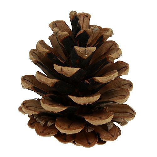 Article Pommes de pin noires 5cm naturel 5pcs