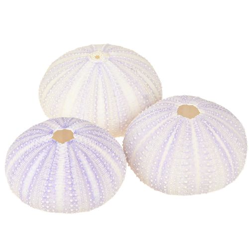 Floristik24 Boyau de coquille d&#39;oursin en blanc-violet Ø4-6cm 12 pcs