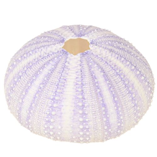 Article Boyau de coquille d&#39;oursin en blanc-violet Ø4-6cm 12 pcs