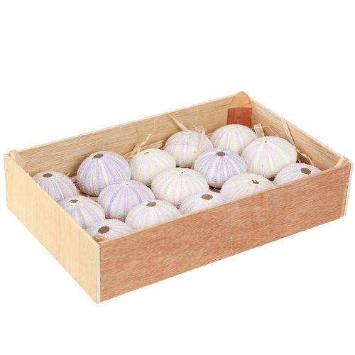 Article Boyau de coquille d&#39;oursin en blanc-violet Ø4-6cm 12 pcs