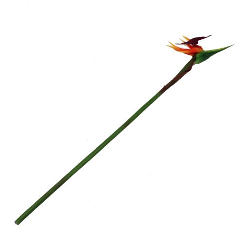 Floristik24 Strelitzia oiseau de paradis fleur 62cm