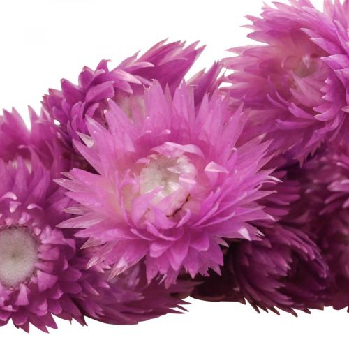 Article Fleurs séchées Fleurs de calotte Fleurs de paille violettes H42cm