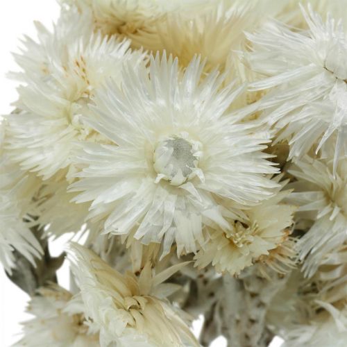 Article Fleurs séchées fleurs de calotte blanc naturel, fleurs paille, bouquet de fleurs séchées H33cm