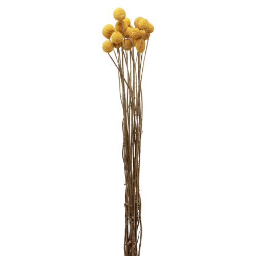 Floristik24 Fleurs séchées Craspedia séchées, pilons jaunes 50cm 20 pcs