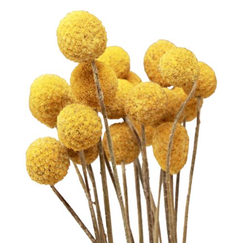 Article Fleurs séchées Craspedia séchées, pilons jaunes 50cm 20 pcs