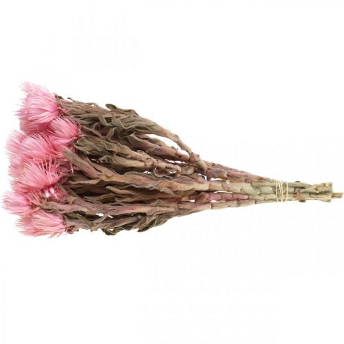 Article Fleurs séchées Cap fleurs Fleurs paille rose Fleurs sèches H30cm