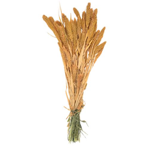 Article Fleurs séchées, Setaria Pumila, millet orange 72cm 225g