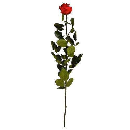 Amorosa Rose Infini Rouge avec Feuilles Conservées L54cm