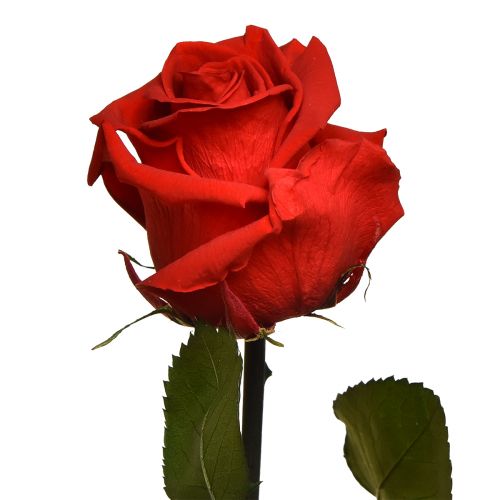 Article Amorosa Rose Infini Rouge avec Feuilles Conservées L54cm