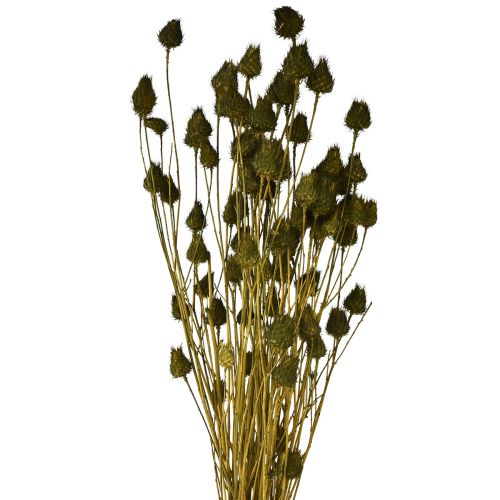 Fraise chardon décoration sèche vert olive Ø1–2cm L55cm 100g