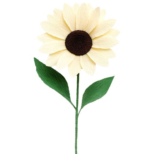 Article Papier crépon fleuriste crêpe fleuriste champagne 50×250cm 5 pièces