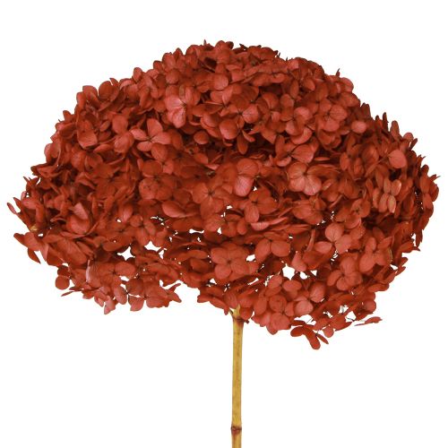 Hortensia Fleurs Séchées Stabilisées Rouge Ø20cm L50-60cm