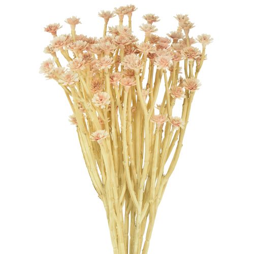 Fleurs artificielles de paille italienne rose L28cm