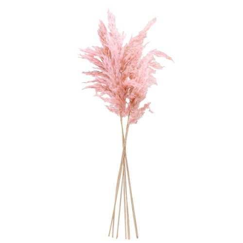 Article Herbe de pampa séchée rose, fleuriste sèche 65-75cm 6 pièces en bouquet